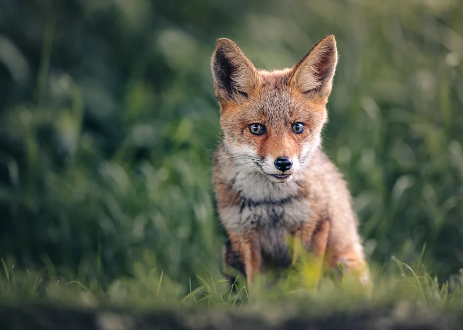 Ræv — fineart naturfoto print