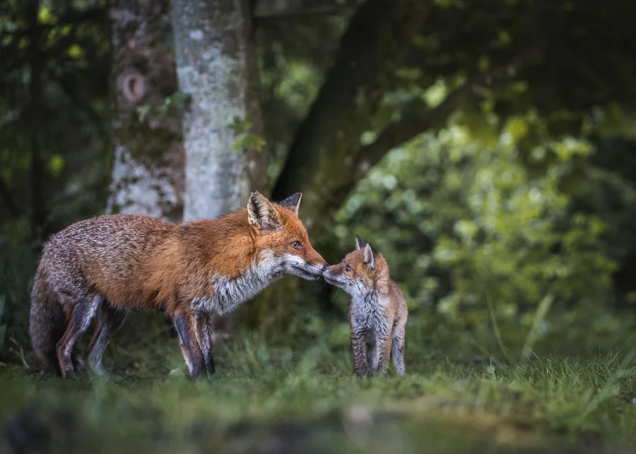 Ræv — fineart naturfoto print