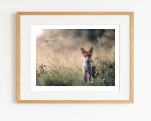 Skovens nysgerrige blik